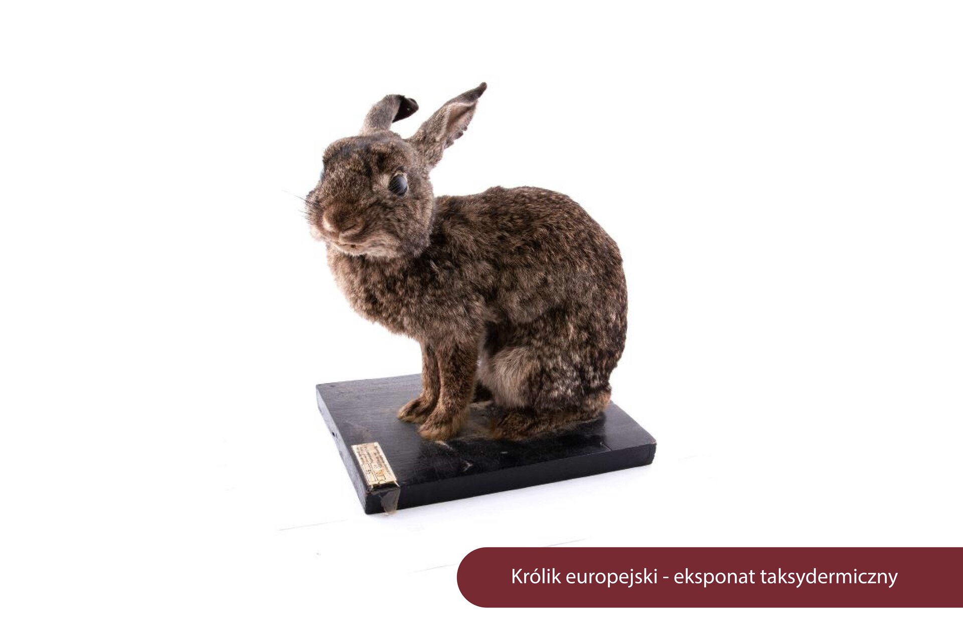 Na zdjęciu królik europejski -eksponat taksydermiczny