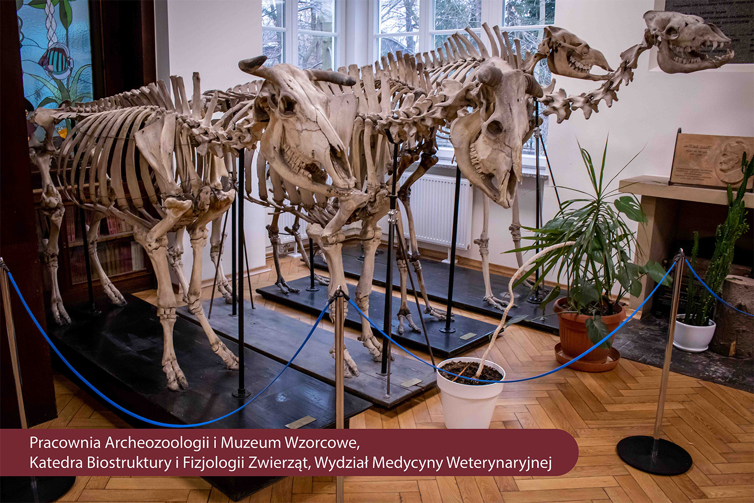 Na zdjęciu pracownia archeozoologii i muzeum - zdjęcia szkieletów zwierząt umieszczone na drewnianych podstawach i kwiaty w doniczkach