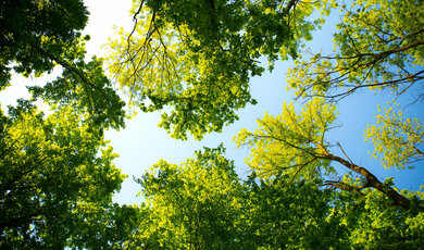 Zdjęcie przedstawiające korony drzew na tle błękitnego nieba.